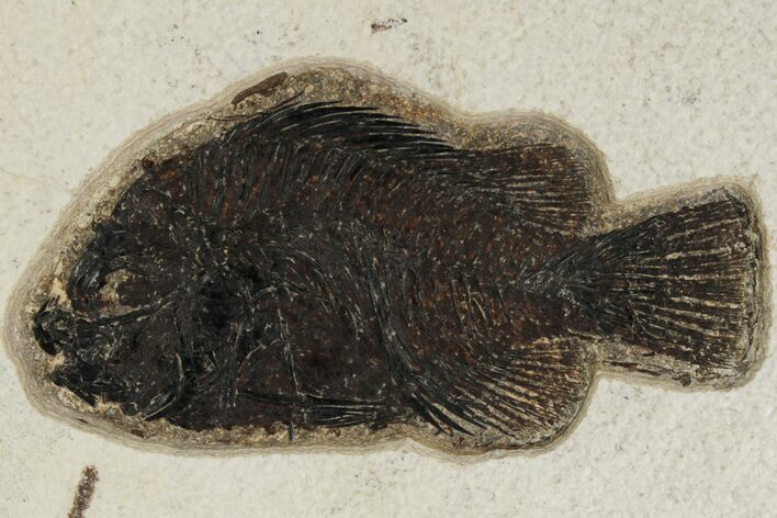 Fossil Fish (Cockerellites) - Green River Formation #189287